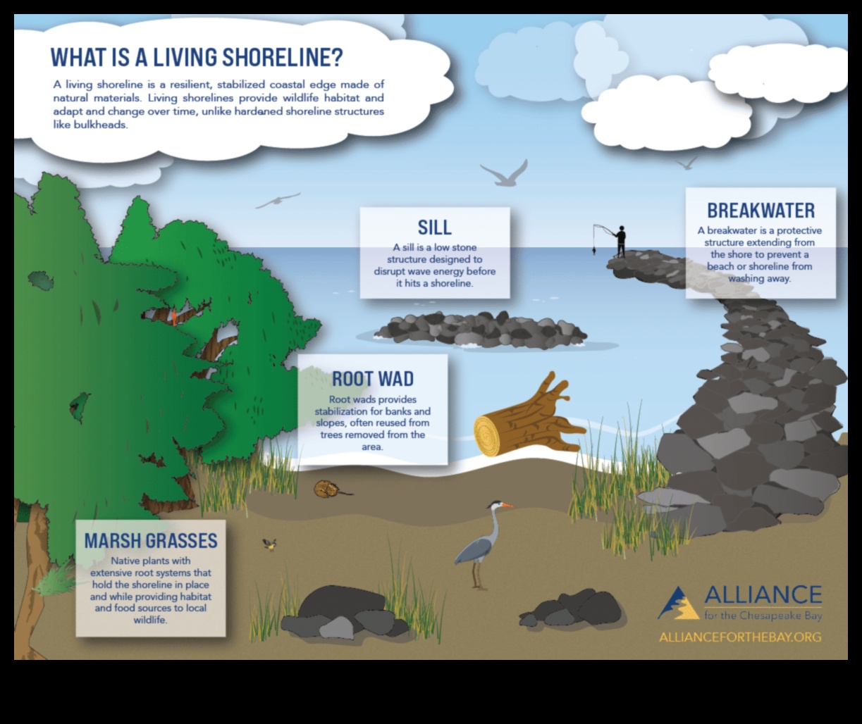 Water's Edge: Unde pământul se întâlnește cu viața acvatică