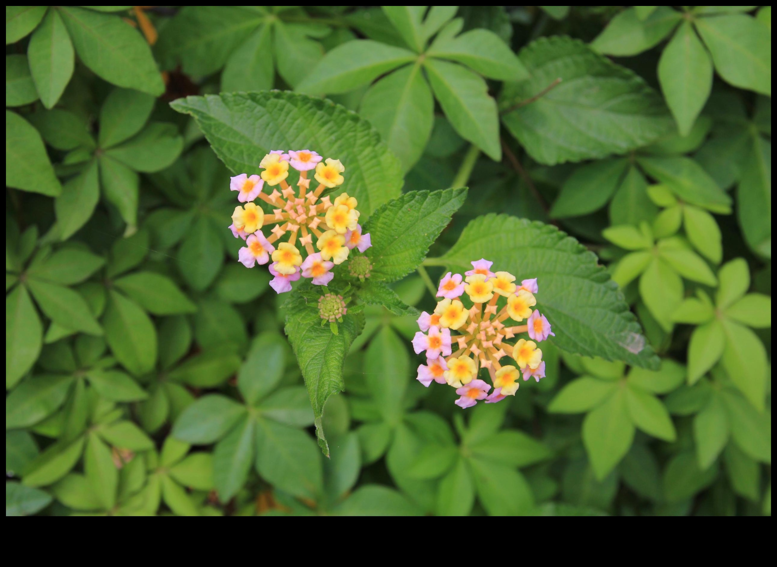 Plantele invazive, o amenințare pentru vulnerabilitatea peisajului 2 De ce anumite peisaje sunt mai vulnerabile la speciile de plante invazive?