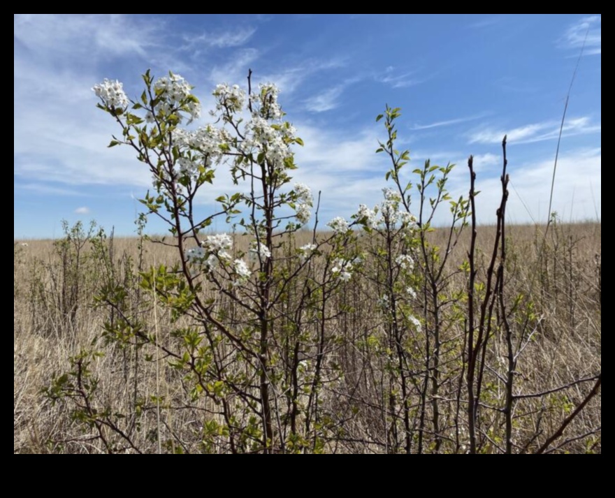 Plantele invazive o amenințare la vulnerabilitatea peisajului 4 De ce anumite peisaje sunt mai vulnerabile la speciile de plante invazive?