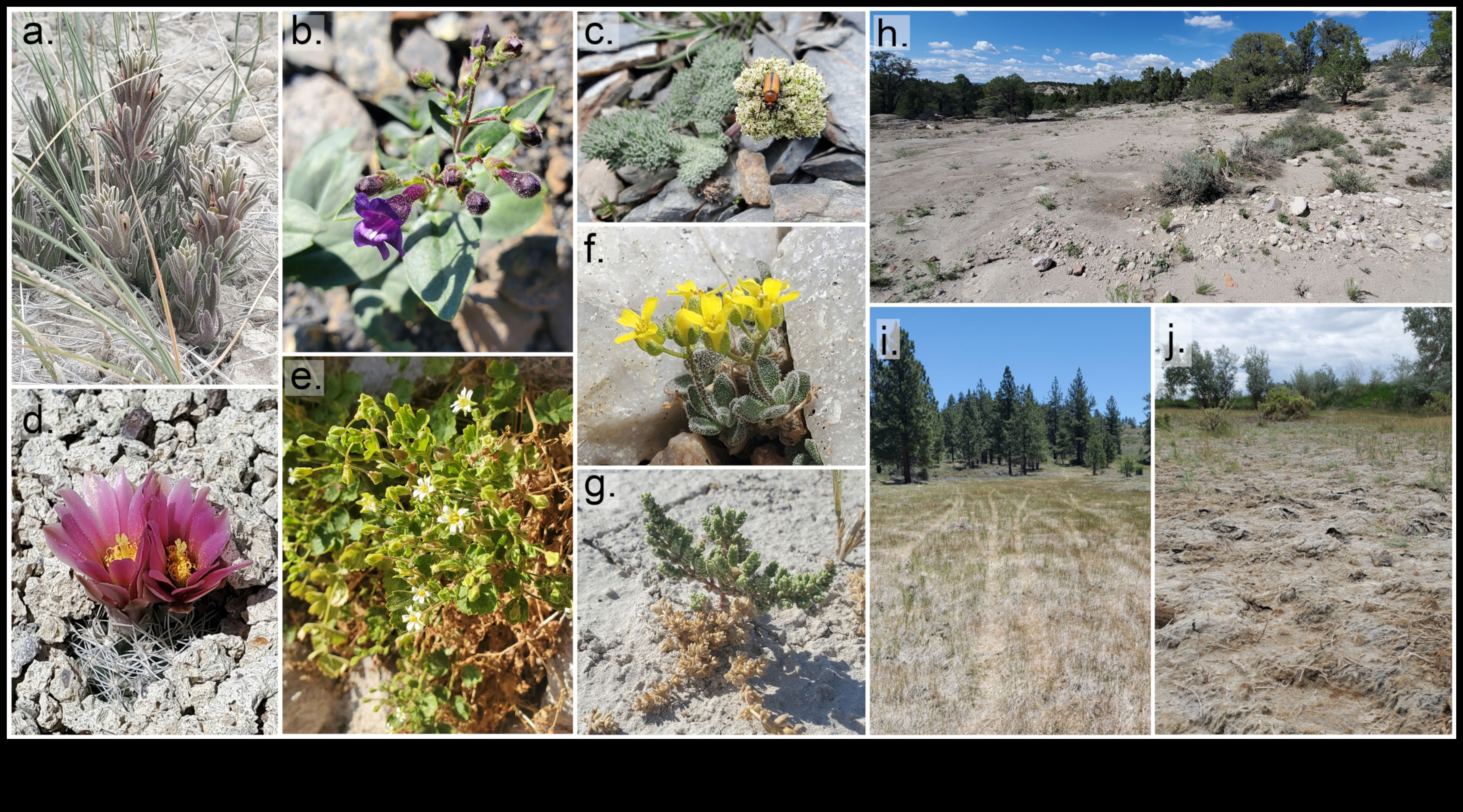 Plantele invazive, o amenințare la vulnerabilitatea peisajului 3 De ce anumite peisaje sunt mai vulnerabile la speciile de plante invazive?