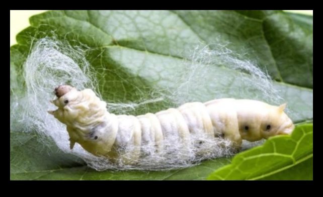 Mătase și sericultura: reprezentări artistice în cultura asiatică