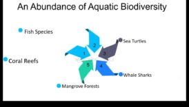 Diversitatea de coastă O tapiserie a vieții 3 De ce peisajele de coastă sunt atât de dinamice și diverse?