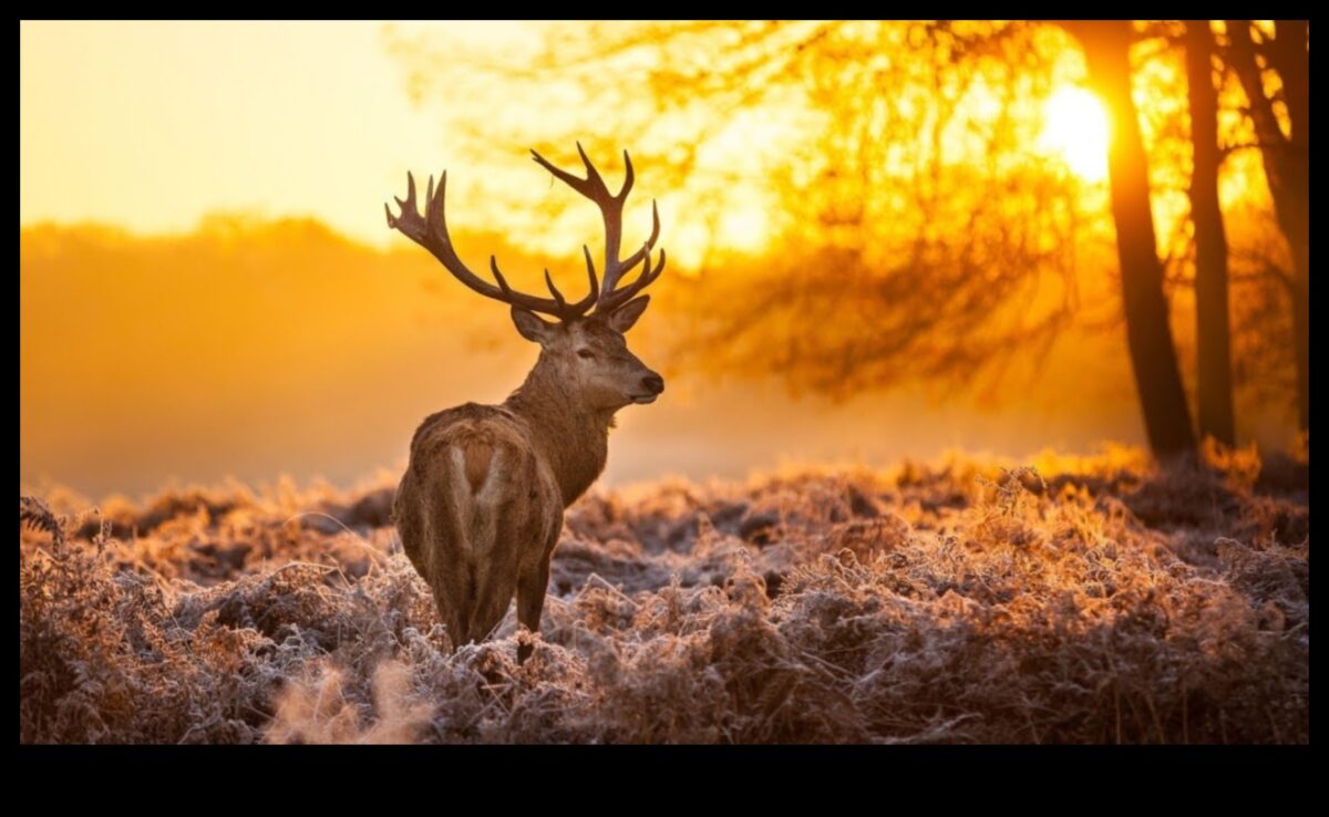 Eleganța Pământului: peisaje uluitoare în fiecare cadru