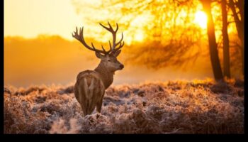 Eleganța Pământului: peisaje uluitoare în fiecare cadru