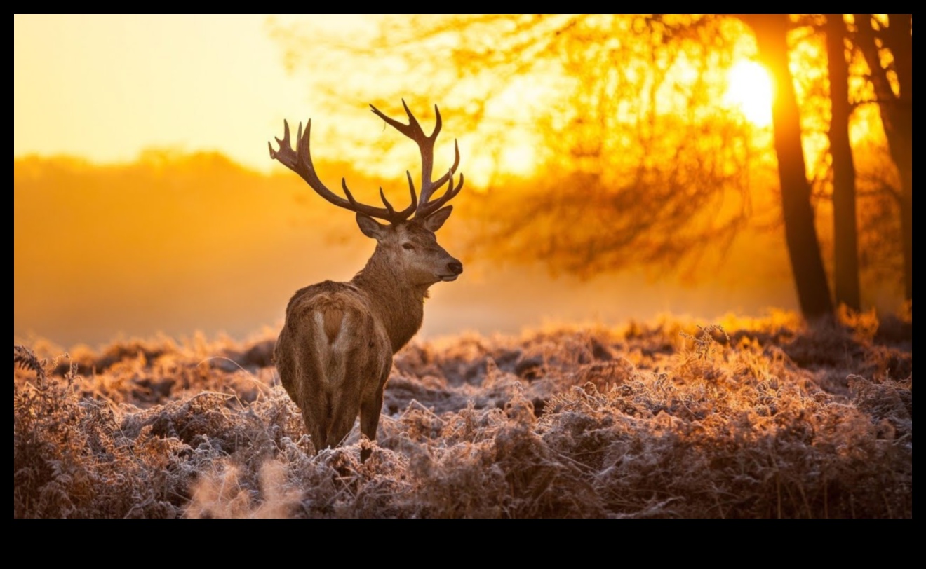 Eleganța Pământului: peisaje uluitoare în fiecare cadru