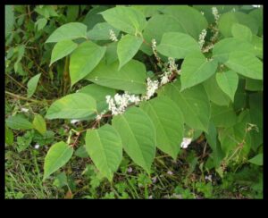 De ce anumite peisaje sunt mai vulnerabile la speciile de plante invazive?