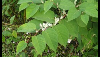 De ce anumite peisaje sunt mai vulnerabile la speciile de plante invazive?