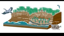 Water's Edge: Unde pământul se întâlnește cu viața acvatică