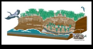 Water's Edge: Unde pământul se întâlnește cu viața acvatică